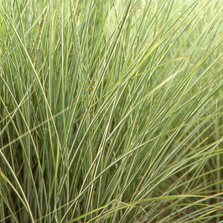 Plantes Vivaces MISCANTHUS sinensis 'Morning Light' - Eulalie en vente - Roseau de Chine en vente - Pépinière Lepage .