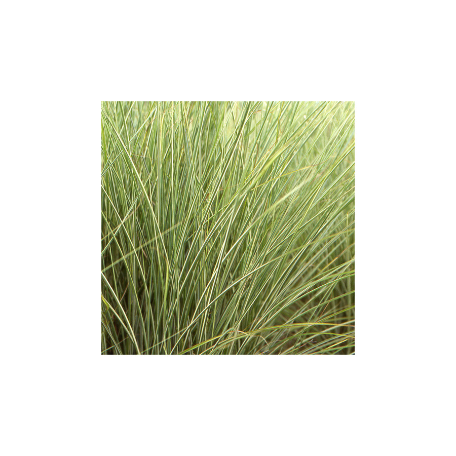Plantes Vivaces MISCANTHUS sinensis 'Morning Light' - Eulalie en vente - Roseau de Chine en vente - Pépinière Lepage .