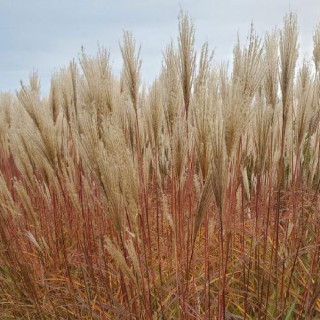 MISCANTHUS sinensis 'Red Zenith'