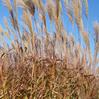 MISCANTHUS sinensis 'Silberfeder'