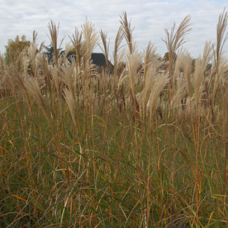 Plantes Vivaces MISCANTHUS sinensis 'Silberfeder' - Eulalie en vente - Roseau de Chine en vente - Pépinière Lepage .