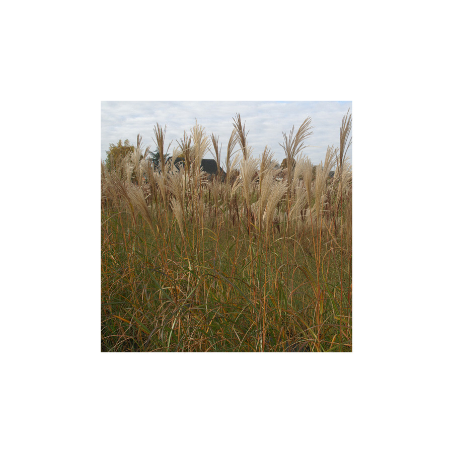 Plantes Vivaces MISCANTHUS sinensis 'Silberfeder' - Eulalie en vente - Roseau de Chine en vente - Pépinière Lepage .