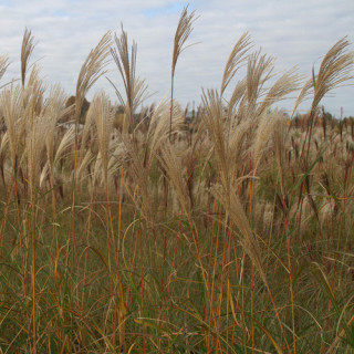 Plantes Vivaces MISCANTHUS sinensis 'Silberfeder' - Eulalie en vente - Roseau de Chine en vente - Pépinière Lepage .