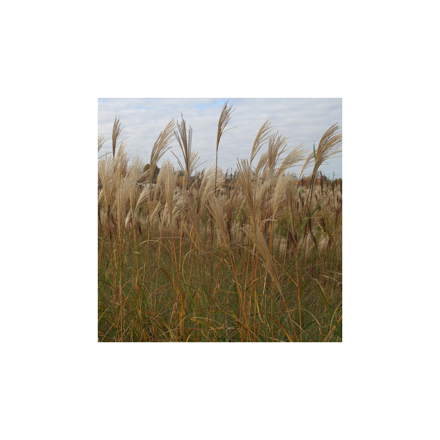 Plantes Vivaces MISCANTHUS sinensis 'Silberfeder' - Eulalie en vente - Roseau de Chine en vente - Pépinière Lepage .