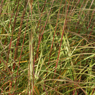 MISCANTHUS sinensis 'Sirène'