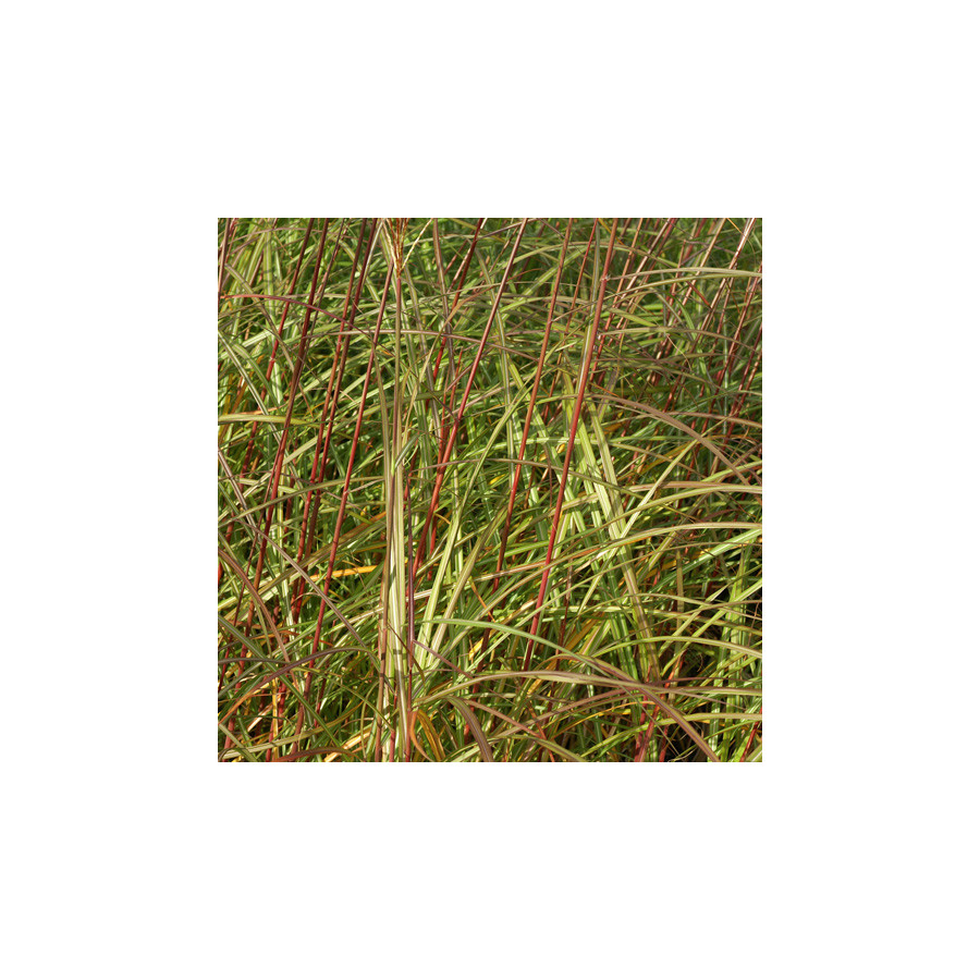 Plantes Vivaces MISCANTHUS sinensis 'Sirène' - Eulalie en vente - Roseau de Chine en vente - Pépinière Lepage .