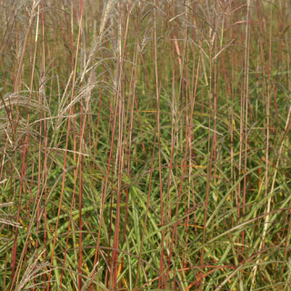 Plantes Vivaces MISCANTHUS sinensis 'Sirène' - Eulalie en vente - Roseau de Chine en vente - Pépinière Lepage .