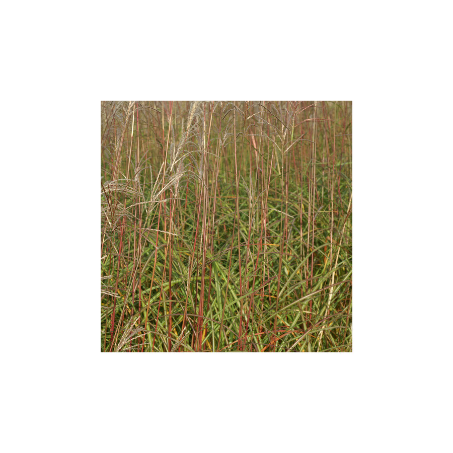 Plantes Vivaces MISCANTHUS sinensis 'Sirène' - Eulalie en vente - Roseau de Chine en vente - Pépinière Lepage .