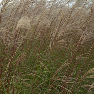 Plantes Vivaces MISCANTHUS sinensis 'Sirène' - Eulalie en vente - Roseau de Chine en vente - Pépinière Lepage .