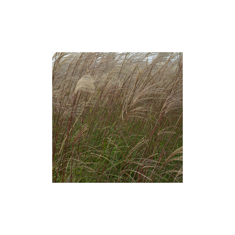 Plantes Vivaces MISCANTHUS sinensis 'Sirène' - Eulalie en vente - Roseau de Chine en vente - Pépinière Lepage .