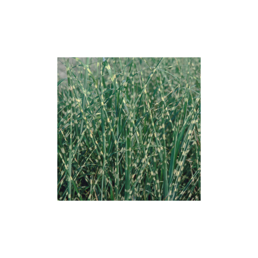 Plantes Vivaces MISCANTHUS sinensis 'Strictus' - Eulalie en vente - Roseau de Chine en vente - Pépinière Lepage .