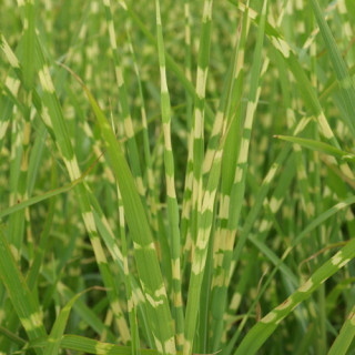 Plantes Vivaces MISCANTHUS sinensis 'Strictus' - Eulalie en vente - Roseau de Chine en vente - Pépinière Lepage .