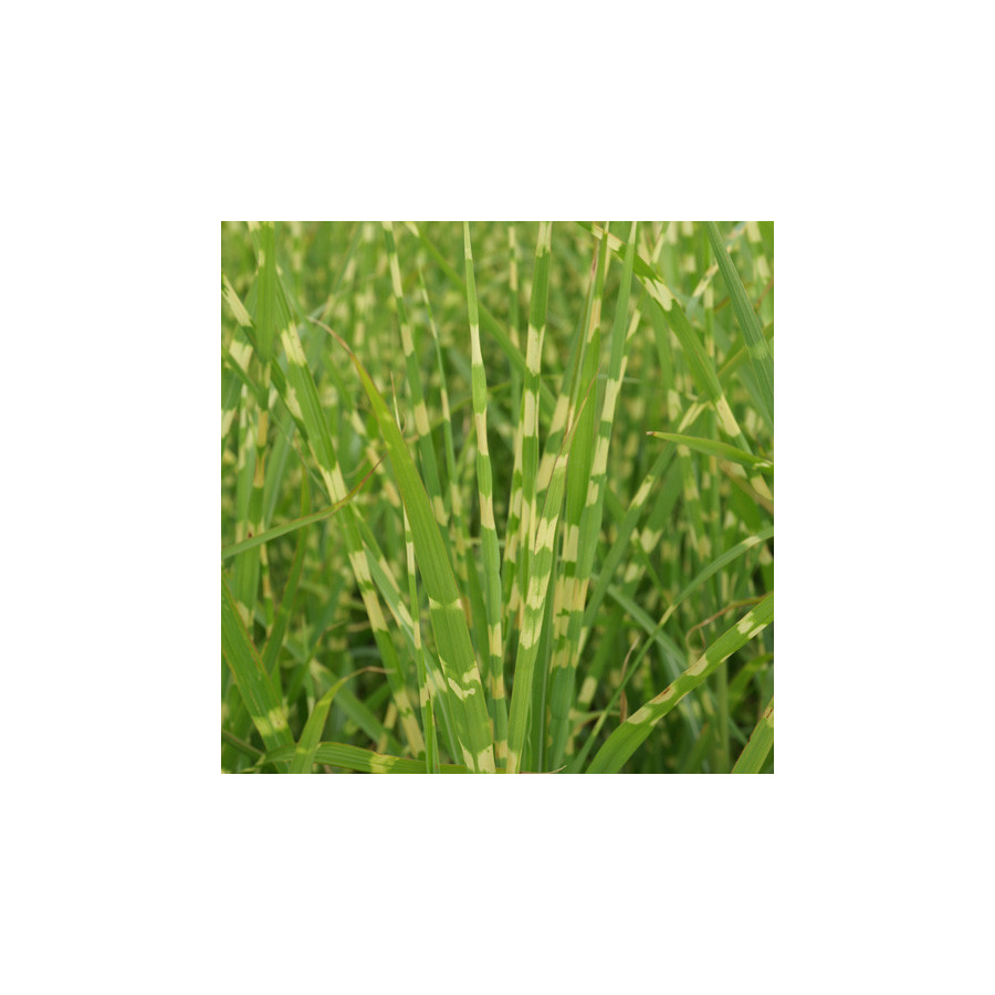 Plantes Vivaces MISCANTHUS sinensis 'Strictus' - Eulalie en vente - Roseau de Chine en vente - Pépinière Lepage .