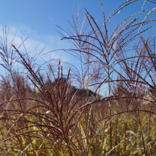 MISCANTHUS sinensis 'Variegatus'