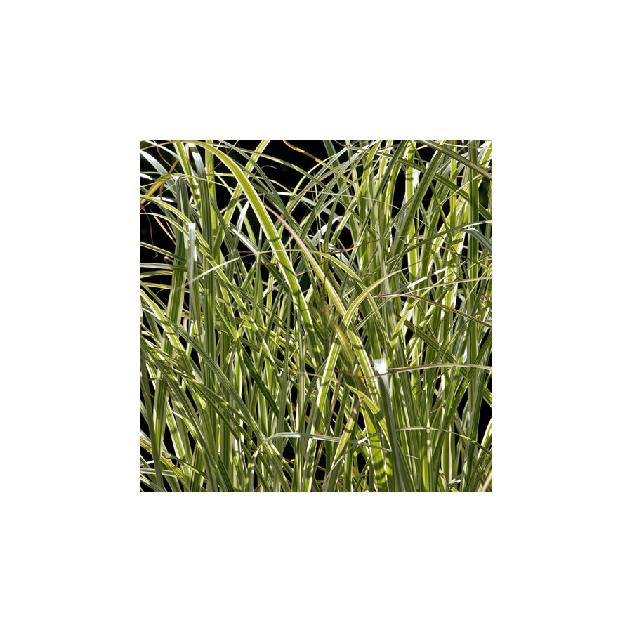 Plantes Vivaces MISCANTHUS sinensis 'Variegatus' - Eulalie en vente - Roseau de Chine en vente - Pépinière Lepage .