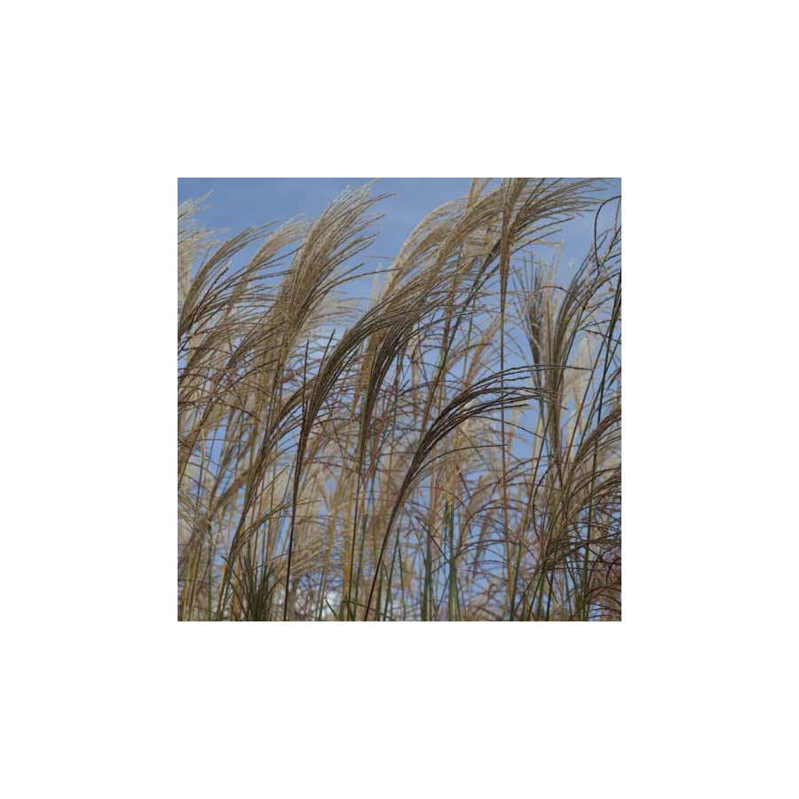 Plantes Vivaces MISCANTHUS sinensis 'Ville d'Angers' - Eulalie en vente - Roseau de Chine en vente - Pépinière Lepage .