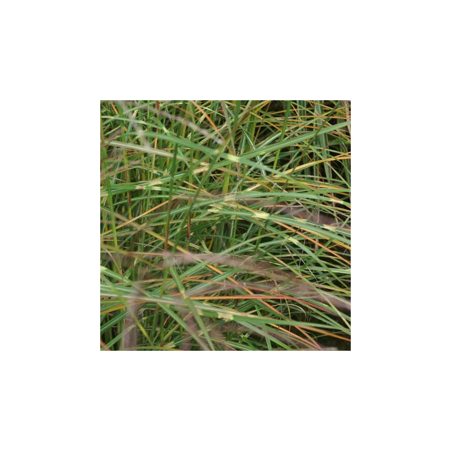 Plantes Vivaces MISCANTHUS sinensis 'Ville d'Angers' - Eulalie en vente - Roseau de Chine en vente - Pépinière Lepage .