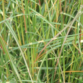 Plantes Vivaces MISCANTHUS sinensis 'Ville d'Angers' - Eulalie en vente - Roseau de Chine en vente - Pépinière Lepage .