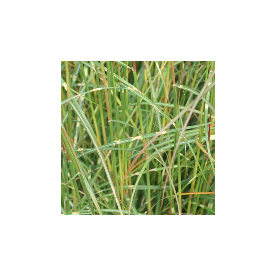 Plantes Vivaces MISCANTHUS sinensis 'Ville d'Angers' - Eulalie en vente - Roseau de Chine en vente - Pépinière Lepage .