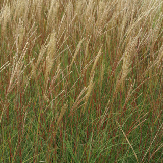 MISCANTHUS sinensis 'Yaku Jima Dwarf'