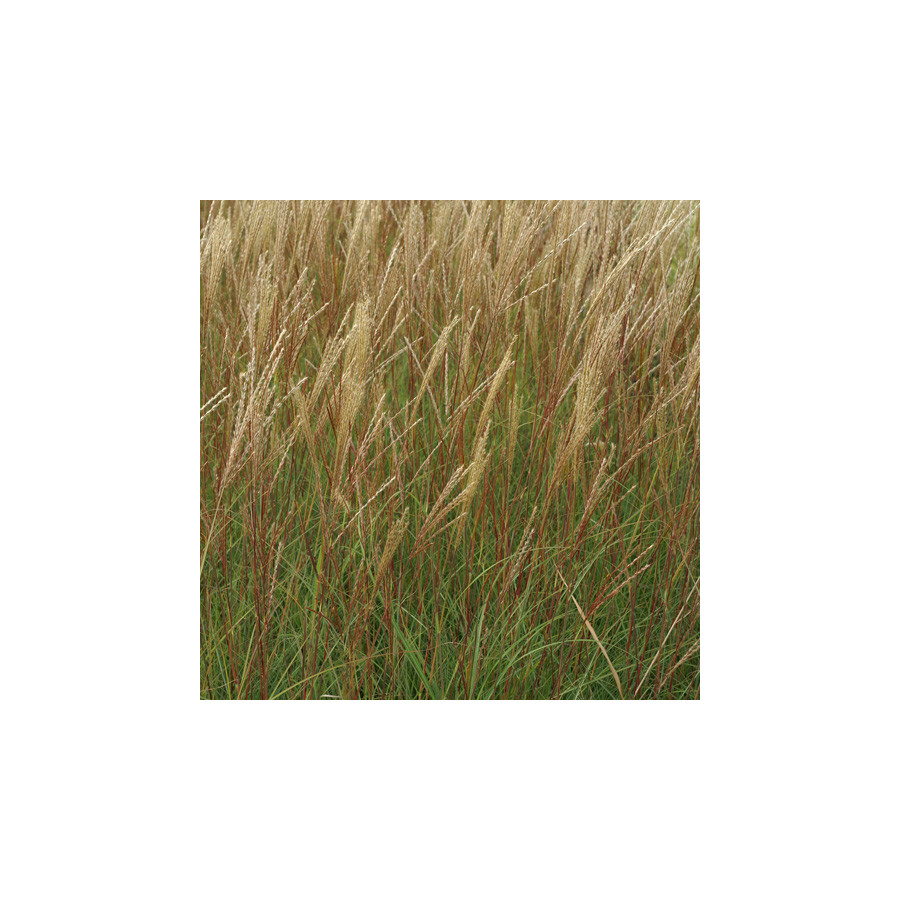 Plantes Vivaces MISCANTHUS sinensis 'Yaku Jima' - Eulalie en vente - Roseau de Chine en vente - Pépinière Lepage .