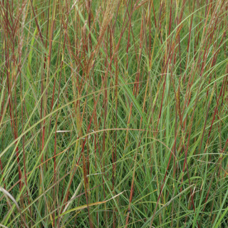 Plantes Vivaces MISCANTHUS sinensis 'Yaku Jima' - Eulalie en vente - Roseau de Chine en vente - Pépinière Lepage .