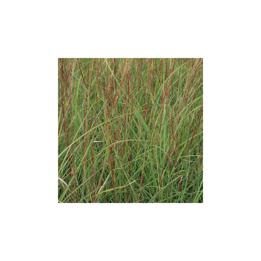 Plantes Vivaces MISCANTHUS sinensis 'Yaku Jima' - Eulalie en vente - Roseau de Chine en vente - Pépinière Lepage .