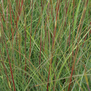 Plantes Vivaces MISCANTHUS sinensis 'Yaku Jima' - Eulalie en vente - Roseau de Chine en vente - Pépinière Lepage .
