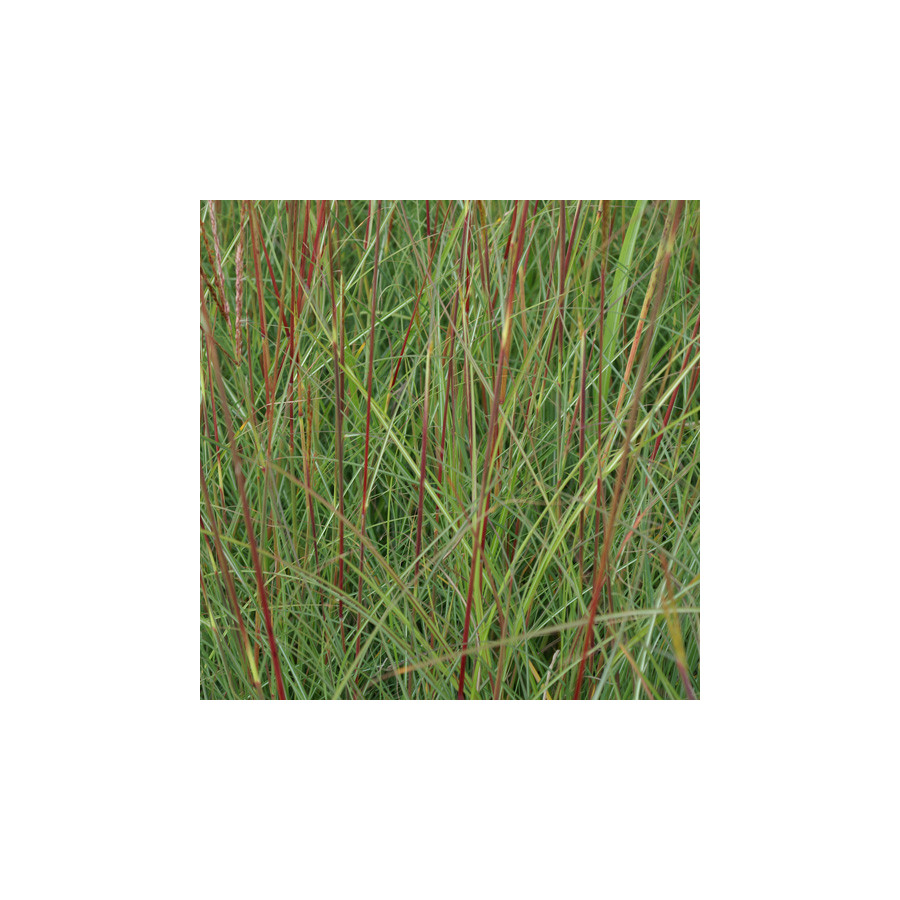 Plantes Vivaces MISCANTHUS sinensis 'Yaku Jima' - Eulalie en vente - Roseau de Chine en vente - Pépinière Lepage .