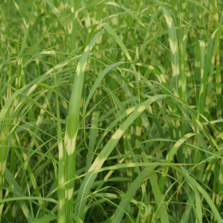 Plantes Vivaces MISCANTHUS sinensis 'Zebrinus' - Eulalie en vente - Roseau de Chine en vente - Pépinière Lepage .