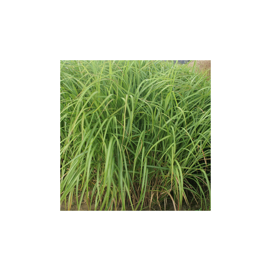 Plantes Vivaces MISCANTHUS sinensis var. condensatus - Eulalie en vente - Roseau de Chine en vente - Pépinière Lepage .