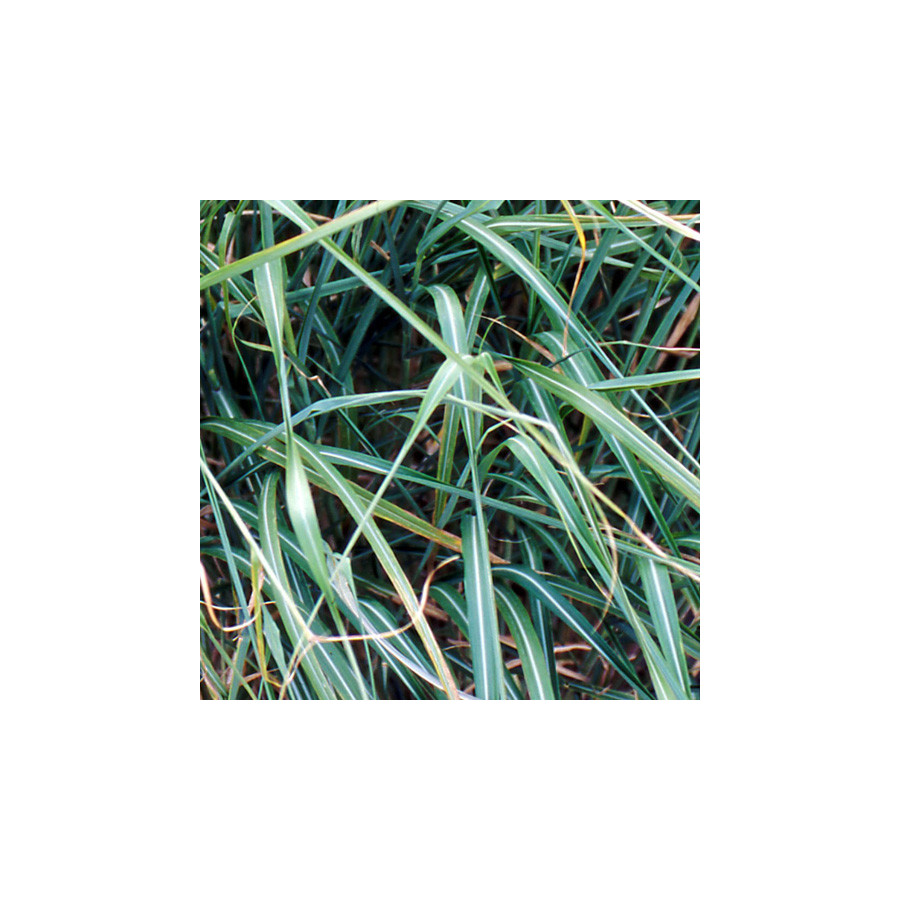 Plantes Vivaces MISCANTHUS sinensis var. condensatus - Eulalie en vente - Roseau de Chine en vente - Pépinière Lepage .