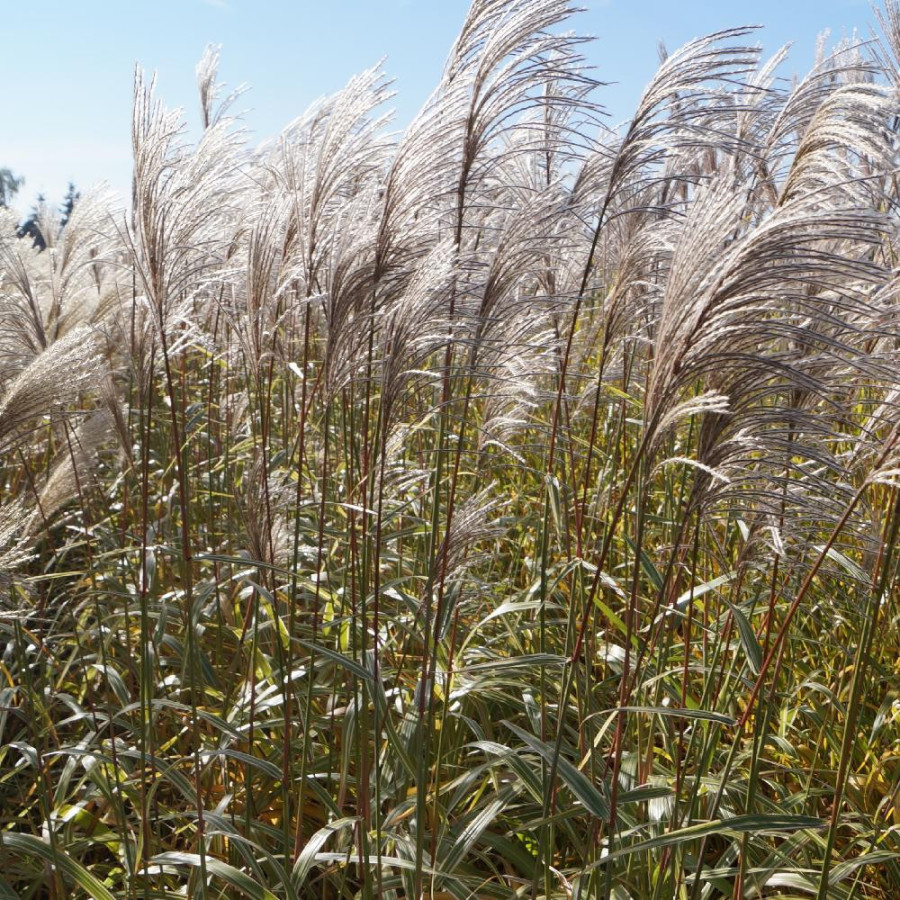 Plantes Vivaces MISCANTHUS sinensis var. condensatus 'Cosmopolitan' - Eulalie en vente - Roseau de Chine en vente - Pépinière Le