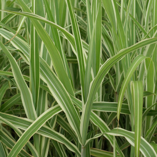 Plantes Vivaces MISCANTHUS sinensis var. condensatus 'Cosmopolitan' - Eulalie en vente - Roseau de Chine en vente - Pépinière Le