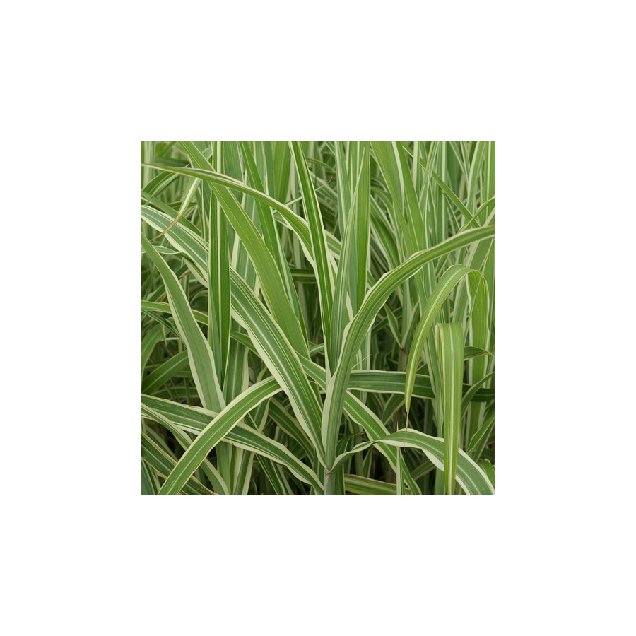 Plantes Vivaces MISCANTHUS sinensis var. condensatus 'Cosmopolitan' - Eulalie en vente - Roseau de Chine en vente - Pépinière Le