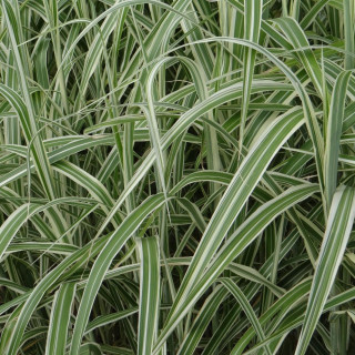 Plantes Vivaces MISCANTHUS sinensis var. condensatus 'Cosmopolitan' - Eulalie en vente - Roseau de Chine en vente - Pépinière Le
