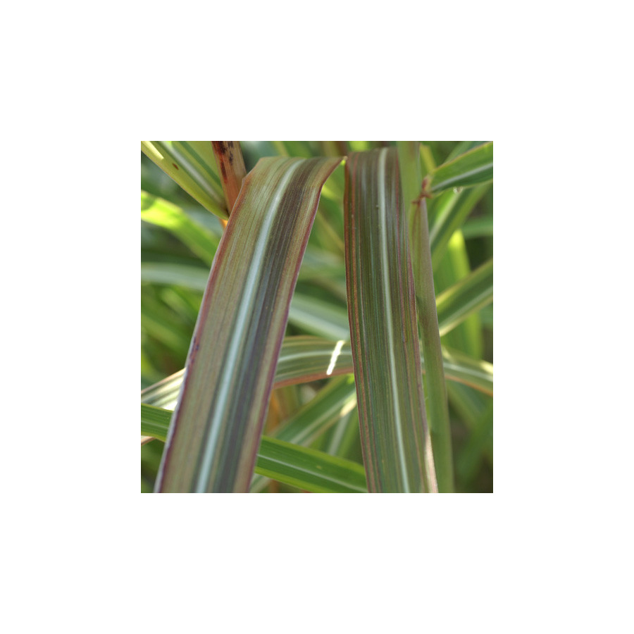 Plantes Vivaces MISCANTHUS sinensis var. condensatus 'Luc André Lepage' - Eulalie en vente - Roseau de Chine en vente - Pépinièr
