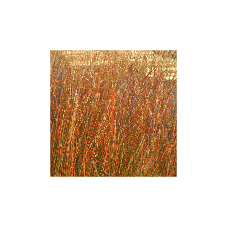 Plantes Vivaces MOLINIA arundinacea 'Les Ponts de Cé' - Molinie en vente - Pépinière Lepage .