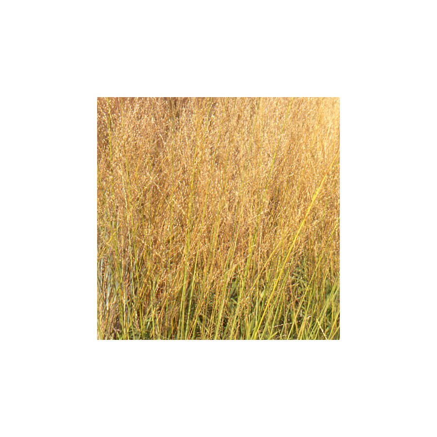 Plantes Vivaces MOLINIA arundinacea 'Transparent' - Molinie en vente - Pépinière Lepage .