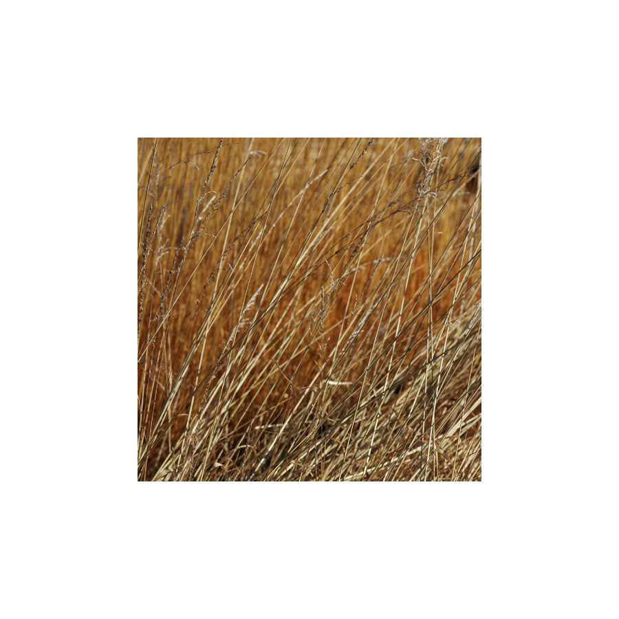 Plantes Vivaces MOLINIA arundinacea 'Transparent' - Molinie en vente - Pépinière Lepage .