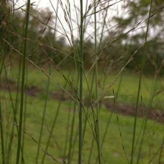 Plantes Vivaces MOLINIA arundinacea 'Transparent' - Molinie en vente - Pépinière Lepage .