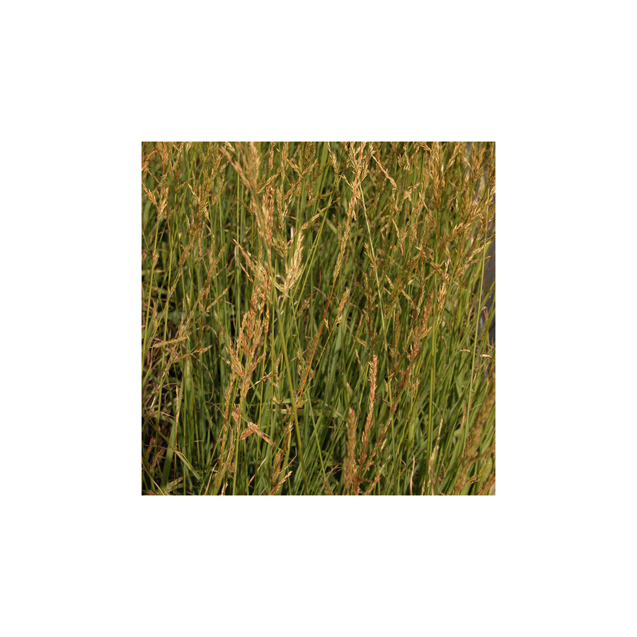 Plantes Vivaces MOLINIA arundinacea 'Windspiel' - Molinie en vente - Pépinière Lepage .