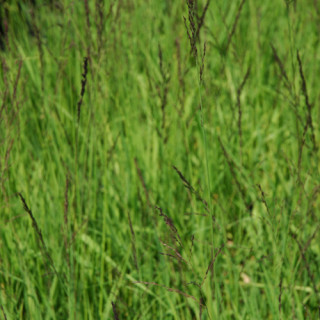 MOLINIA caerulea
