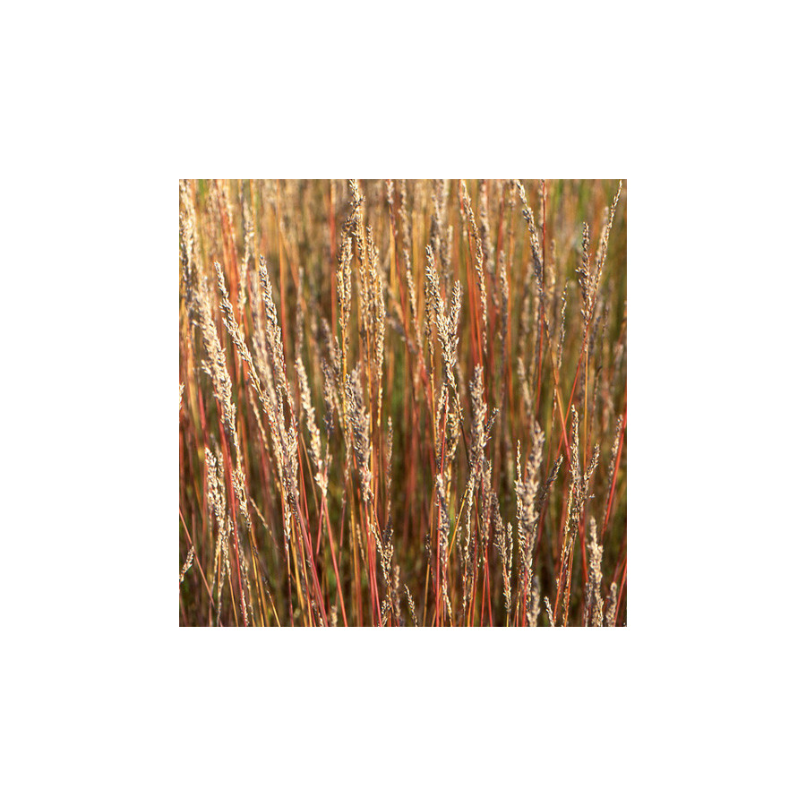 Plantes Vivaces MOLINIA caerulea 'Moorhexe' - Molinie en vente - Pépinière Lepage .