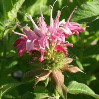 Plantes Vivaces MONARDA 'Croftway Pink' - Monarde (Thé d'Oswego) en vente - Pépinière Lepage .