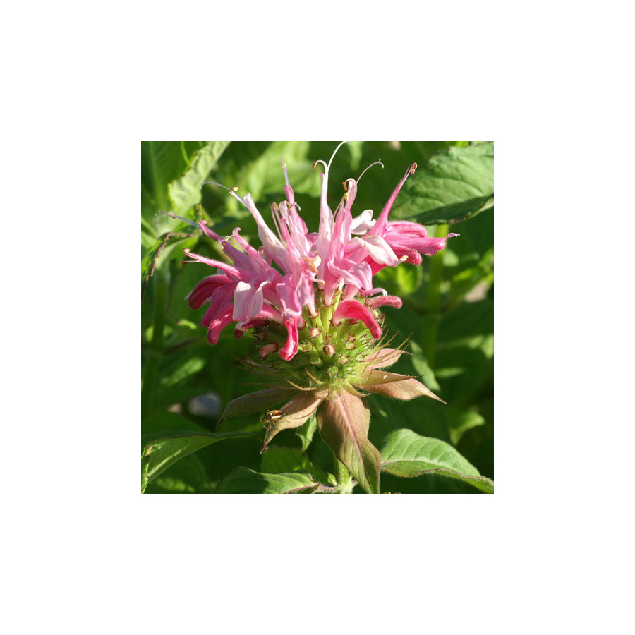 Plantes Vivaces MONARDA 'Croftway Pink' - Monarde (Thé d'Oswego) en vente - Pépinière Lepage .