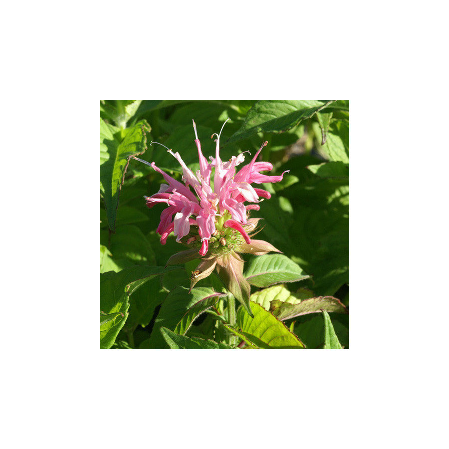 Plantes Vivaces MONARDA 'Croftway Pink' - Monarde (Thé d'Oswego) en vente - Pépinière Lepage .