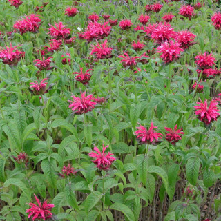 MONARDA 'Mahogany'