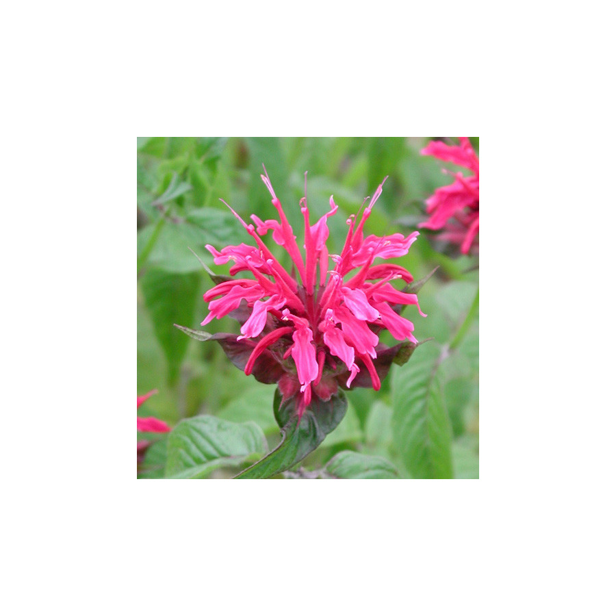 Plantes Vivaces MONARDA 'Mahogany' - Monarde (Thé d'Oswego) en vente - Pépinière Lepage .