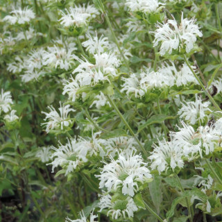 Plantes Vivaces MONARDA 'Schneewittchen' - Monarde (Thé d'Oswego) en vente - Pépinière Lepage .